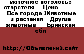 маточное поголовье старателя  › Цена ­ 2 300 - Все города Животные и растения » Другие животные   . Брянская обл.